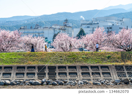【神奈川縣】南足柄市春樹道上的春櫻盛開 134662070