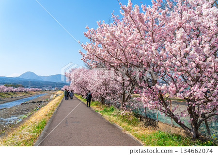 【神奈川縣】南足柄市春樹道上的春櫻盛開 134662074