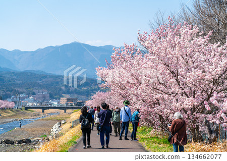 【神奈川縣】南足柄市春樹道上的春櫻盛開 134662077