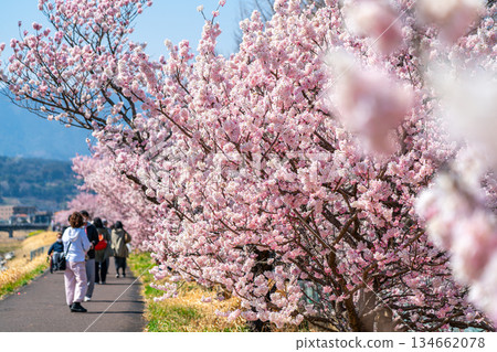 【神奈川縣】南足柄市春樹道上的春櫻盛開 134662078
