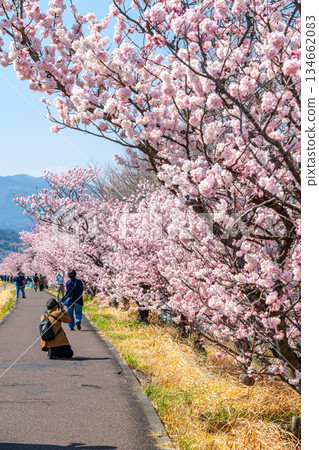 【神奈川縣】南足柄市春樹道上的春櫻盛開 134662083