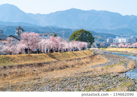 [Kanagawa Prefecture] Spring cherry blossoms blooming on Haruki-michi in Minamiashigara City 134662090