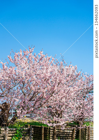 [Kanagawa Prefecture] Spring cherry blossoms blooming on Haruki-michi in Minamiashigara City 134662093