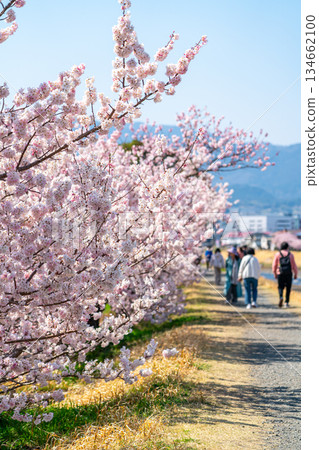【神奈川縣】南足柄市春樹道上的春櫻盛開 134662100