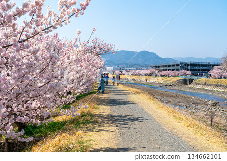 [Kanagawa Prefecture] Spring cherry blossoms blooming on Haruki-michi in Minamiashigara City 134662101
