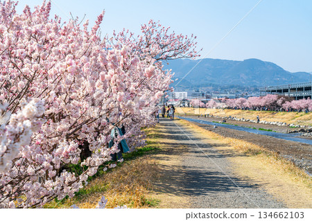 [Kanagawa Prefecture] Spring cherry blossoms blooming on Haruki-michi in Minamiashigara City 134662103