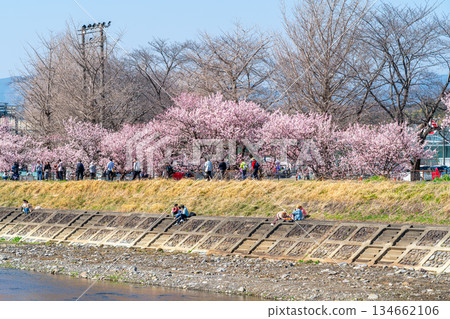 [Kanagawa Prefecture] Spring cherry blossoms blooming on Haruki-michi in Minamiashigara City 134662106