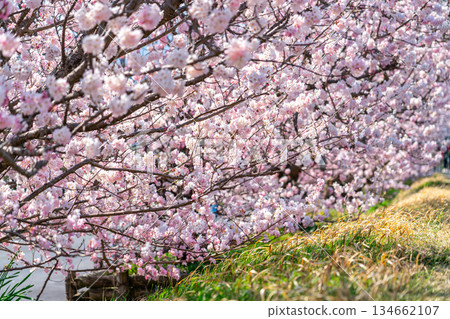 [Kanagawa Prefecture] Spring cherry blossoms blooming on Haruki-michi in Minamiashigara City 134662107