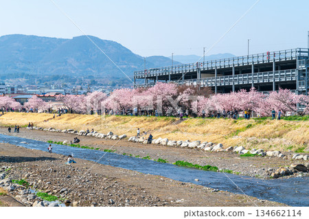 [Kanagawa Prefecture] Spring cherry blossoms blooming on Haruki-michi in Minamiashigara City 134662114