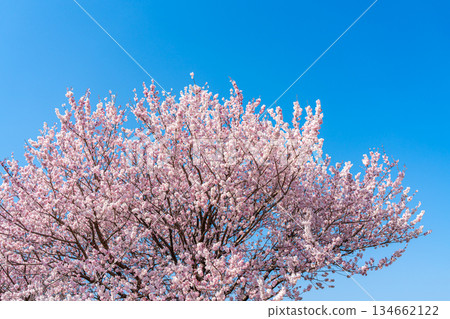 [Kanagawa Prefecture] Spring cherry blossoms blooming on Haruki-michi in Minamiashigara City 134662122