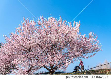 【神奈川縣】南足柄市春樹道上的春櫻盛開 134662124
