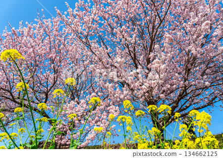 [Kanagawa Prefecture] Spring cherry blossoms and rape blossoms blooming on Harukimichi in Minamiashigara City 134662125