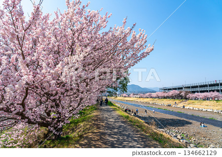 [Kanagawa Prefecture] Spring cherry blossoms blooming on Haruki-michi in Minamiashigara City 134662129