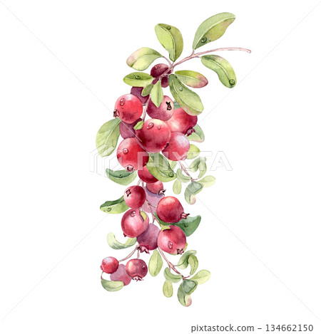 Lingonberry branch watercolor hand drawn on white background. Cluster of red wild healthy berries with green leaves. Botanical illustration for natural food branding or packaging design. Lingonberry branch watercolor hand drawn on white background. Cluster of red wild healthy berries with green leaves. Botanical illustration for natural food branding or packaging design. 134662150