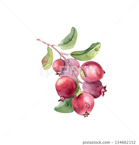 Lingonberry watercolor illustration isolated on white. Northern berries on a branch with green leaves and red berries artwork. Hand painted vibrant berry for design element. Lingonberry watercolor illustration isolated on white. Northern berries on a branch with green leaves and red berries artwork. Hand painted vibrant berry for design element. 134662152