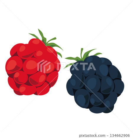 Fresh blackberries illustration Fresh blackberries illustration 134662906