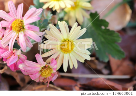 秋日花園裡盛開著白色和粉紅色的小菊花 秋日花園裡盛開著白色和粉紅色的小菊花 134663001