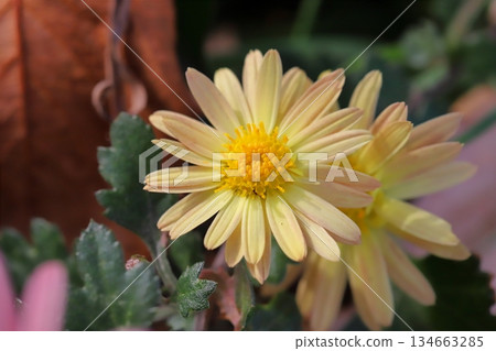 秋日花園裡盛開著淡黃色的小菊花 134663285