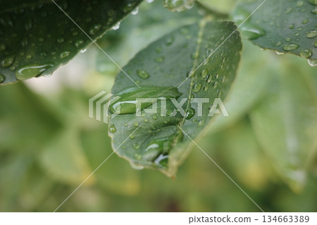 雨後樹葉上的水滴和翠綠的背景 134663389