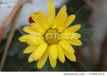 秋日花園裡盛開著小小的黃色菊花 134663419