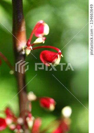 尼亞鳳仙花花蕾 尼亞鳳仙花花蕾 134663649