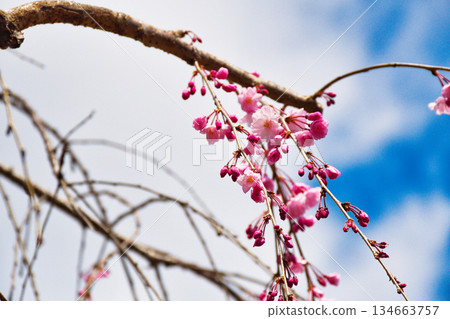 Spring scenery at Jizoin Temple (Tsubakidera Temple) in Kyoto (Kita Ward, Kyoto City, Kyoto Prefecture) 134663757