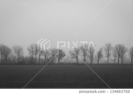 Misty morning in countryside, monochrome. Bare trees in morning fog in the field, black and white. Winter silent nature. Autumn landscape. Foggy nature. Trees silhouettes in fog. Misty morning in countryside, monochrome. Bare trees in morning fog in the field, black and white. Winter silent nature. Autumn landscape. Foggy nature. Trees silhouettes in fog. 134663788