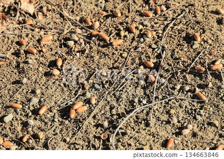 Acorn on the ground 134663846
