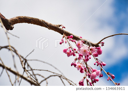 京都地藏院(椿寺)的春日景色(京都府京都市北區) 京都地藏院(椿寺)的春日景色(京都府京都市北區) 134663911