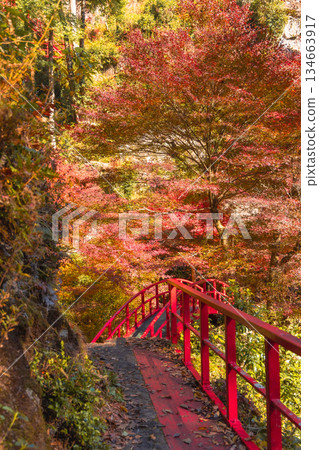 Autumn foliage and a red bridge leading to Goho Falls (Yaotsu, Gifu Prefecture) 134663917