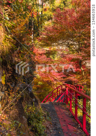 秋葉和通往五峰瀑布的紅色橋樑(岐阜縣八百津市) 秋葉和通往五峰瀑布的紅色橋樑(岐阜縣八百津市) 134663918