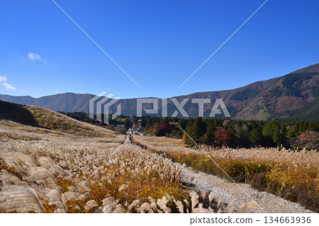 Susuki meadow of Hakone · Sengokuhara Susuki meadow of Hakone · Sengokuhara 134663936