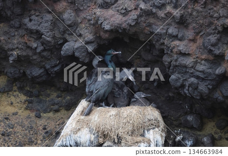 Pelagic Cormorant nest and chicks 134663984