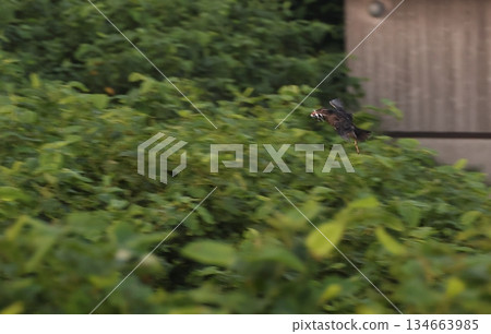 一隻犀鳥嘴裡叼著一條魚飛回巢穴 一隻犀鳥嘴裡叼著一條魚飛回巢穴 134663985