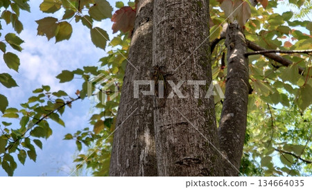 Semi that sticks to trees Semi that sticks to trees 134664035