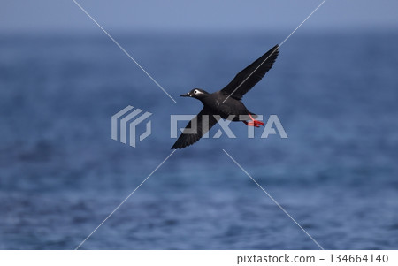 A spectacled guillemot in its summer plumage in flight A spectacled guillemot in its summer plumage in flight 134664140