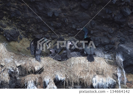 Pelagic Cormorant nest and chicks 134664142