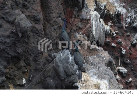 A pair of pelagic cormorants A pair of pelagic cormorants 134664143