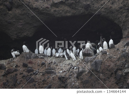 誘餌和海鳩在懸崖上排成一排 134664144