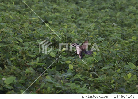 A Rhinoceros bird returning to its nest with a fish in its mouth 134664145