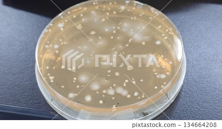 多個乳酸菌菌落 134664208