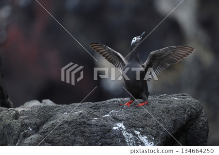 A spectacled guillemot flapping its summer plumage A spectacled guillemot flapping its summer plumage 134664250