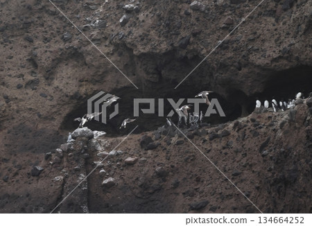 A flock of murres returning to their nest 134664252
