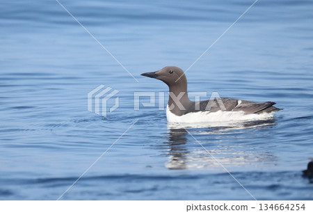 一隻換上夏羽的海鳩在海面上漂流 134664254