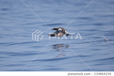 一隻換上夏羽的海鴉從海裡起飛 134664256