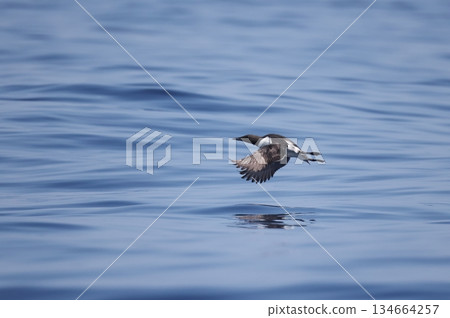 一隻換上夏羽的海鴉飛過大海 134664257