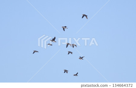 Auklets flying in a flock Auklets flying in a flock 134664372