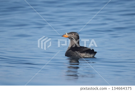 Auklet drifting on the sea Auklet drifting on the sea 134664375