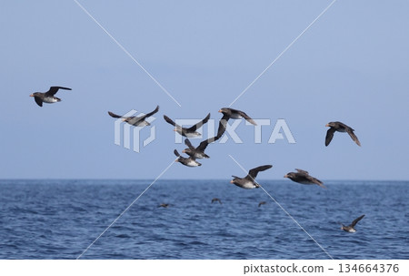 一群海雀飛翔 134664376