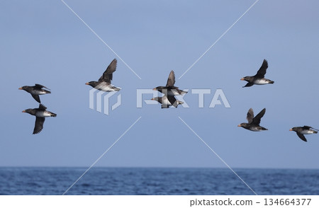 Auklets flying in a flock 134664377